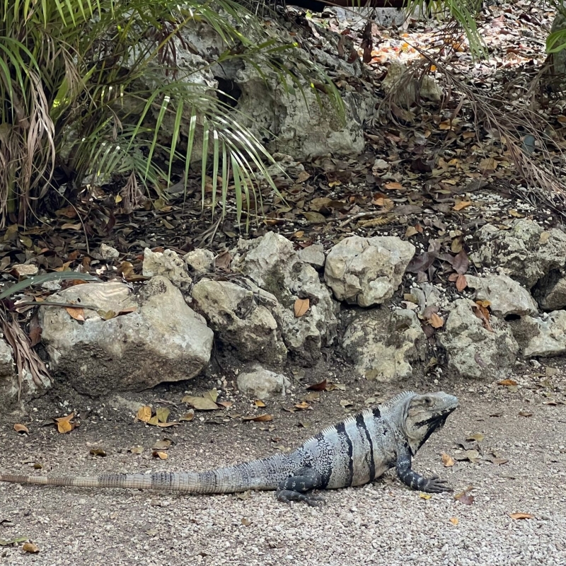 Playa del Carmen Mexico activiteiten met kinderen en baby